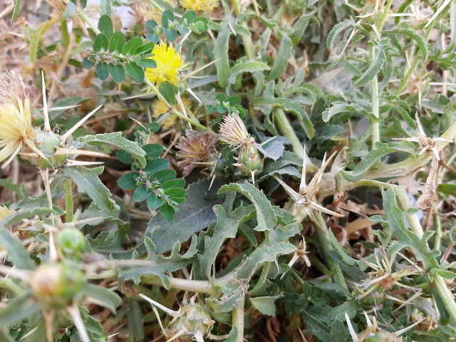 Centaurea hyalolepis