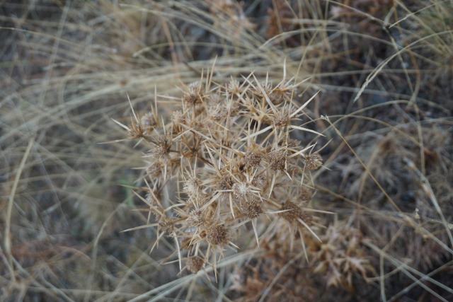 Eryngium campestre