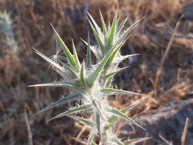 Carthamus lanatus