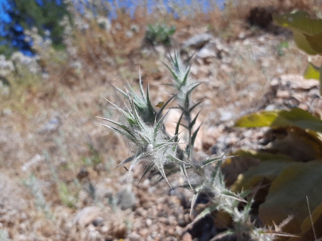 Carthamus lanatus