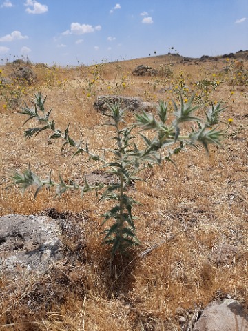 Carthamus lanatus