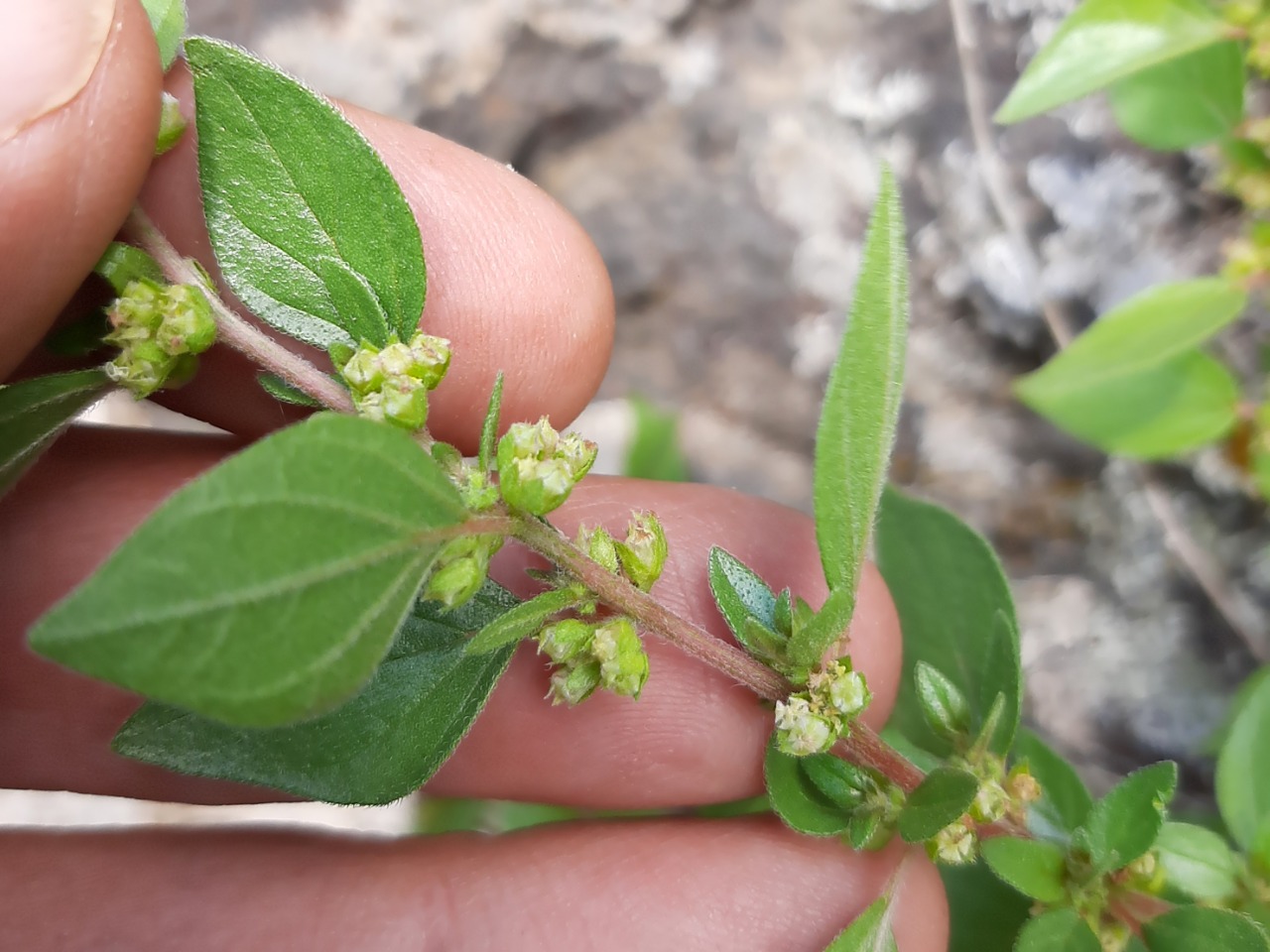 Parietaria judaica