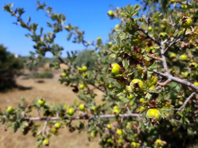 Crataegus tanacetifolia