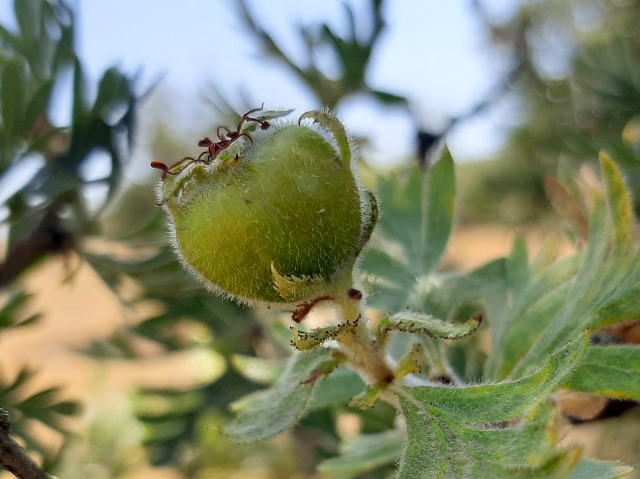 Crataegus tanacetifolia