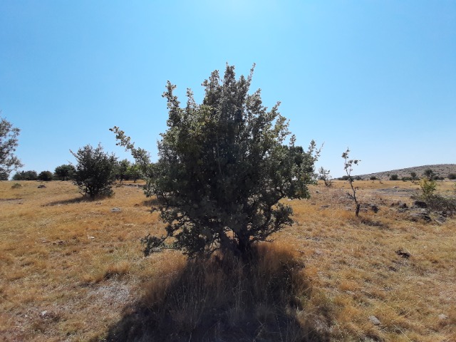 Crataegus tanacetifolia