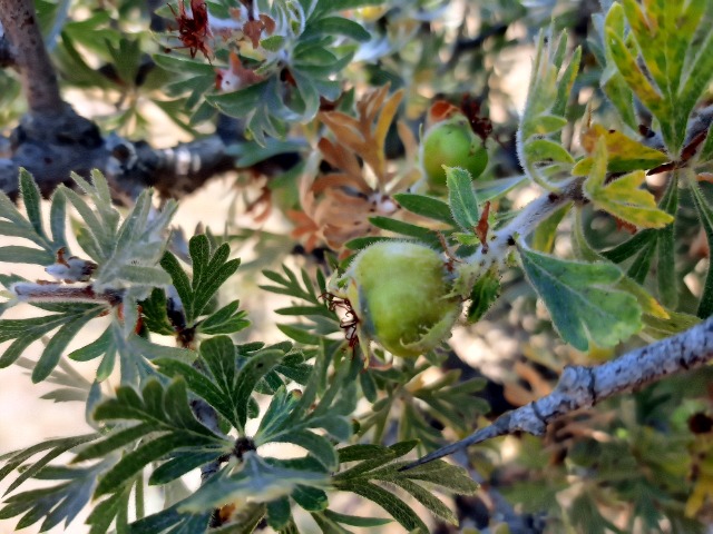 Crataegus tanacetifolia