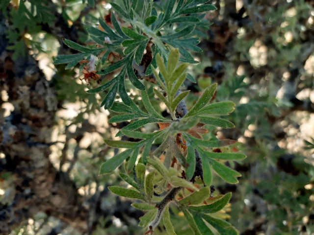 Crataegus tanacetifolia