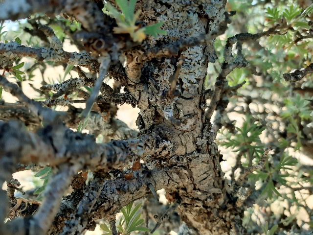 Crataegus tanacetifolia