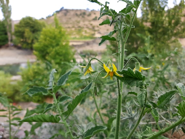 Solanum lycopersicum