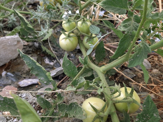 Solanum lycopersicum