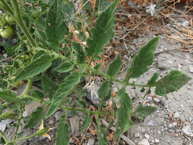 Solanum lycopersicum