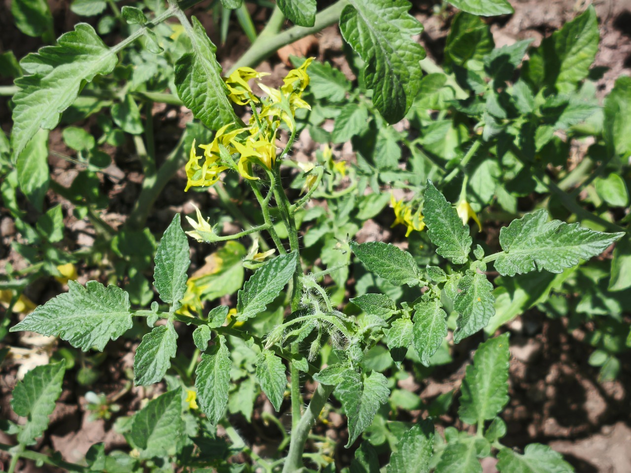 Solanum lycopersicum