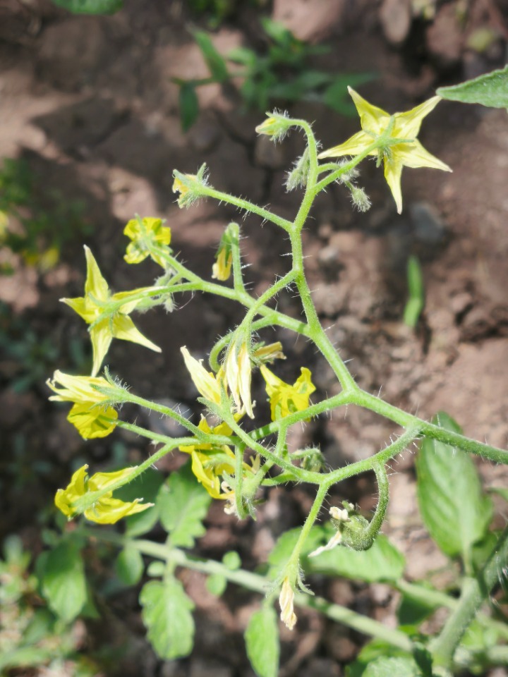 Solanum lycopersicum