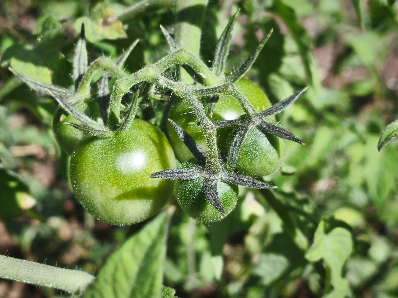 Solanum lycopersicum