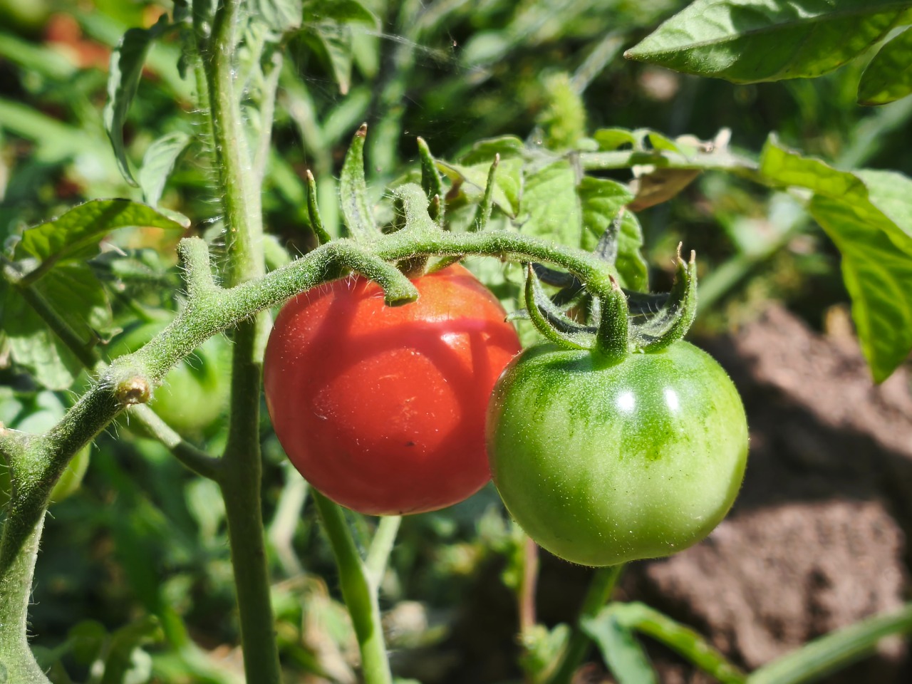 Solanum lycopersicum