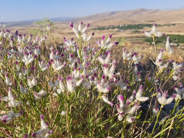 Centaurea consanguinea