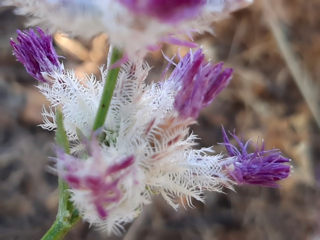 Centaurea consanguinea