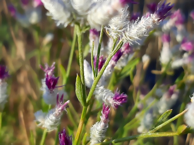 Centaurea consanguinea