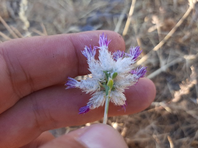 Centaurea consanguinea