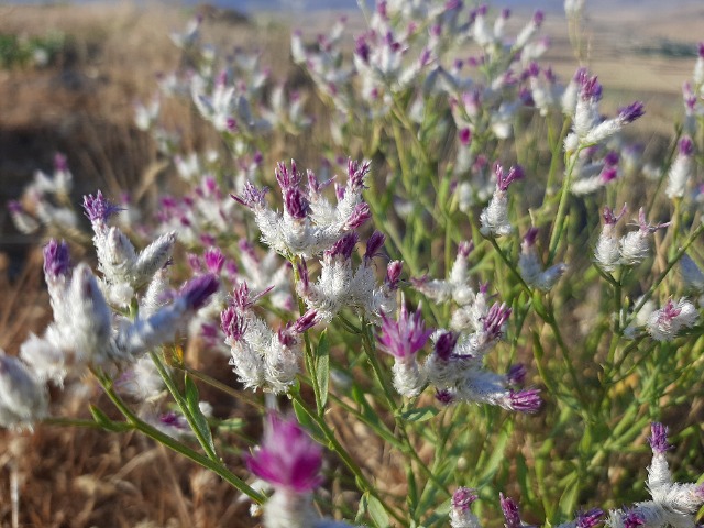 Centaurea consanguinea