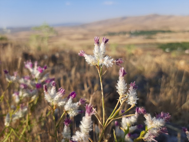 Centaurea consanguinea