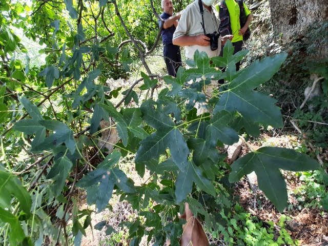 Acer monspessulanum