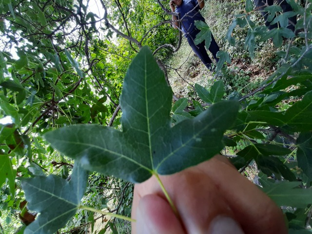 Acer monspessulanum