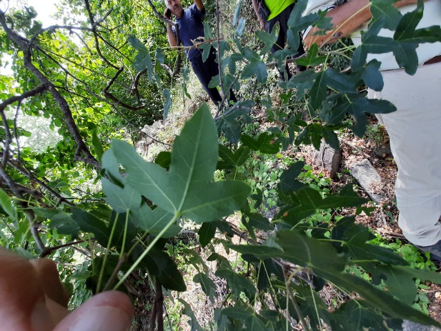 Acer monspessulanum