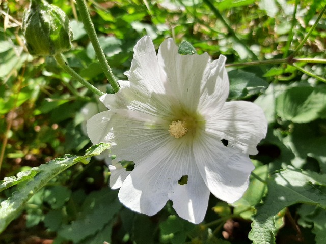 Alcea digitata