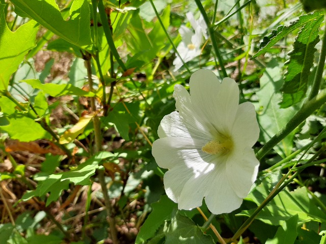 Alcea digitata