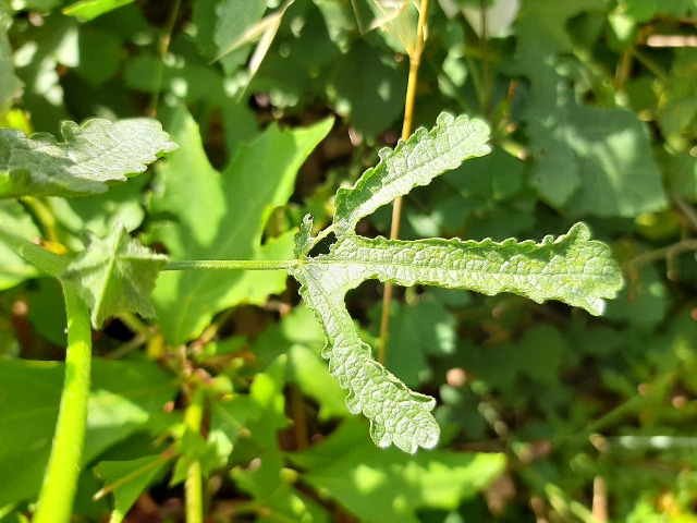 Alcea digitata