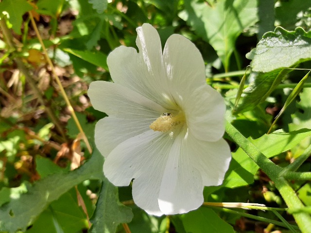 Alcea digitata