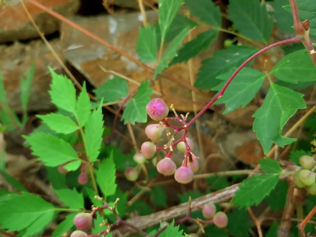 Ampelopsis orientalis