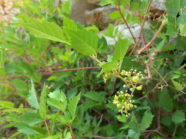 Ampelopsis orientalis