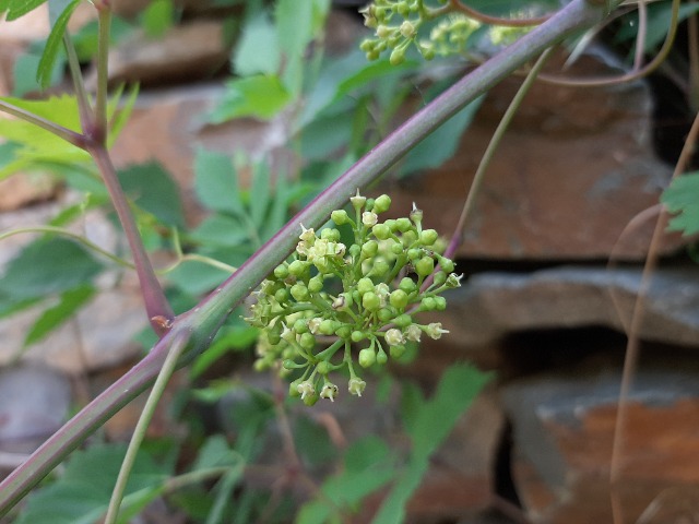 Ampelopsis orientalis