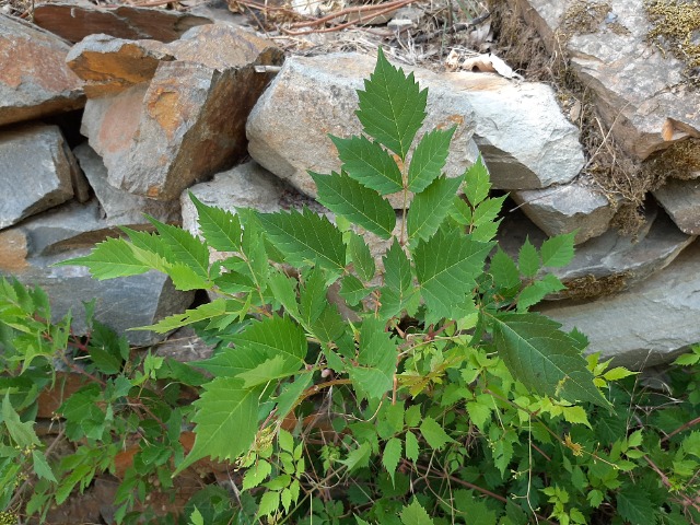 Ampelopsis orientalis