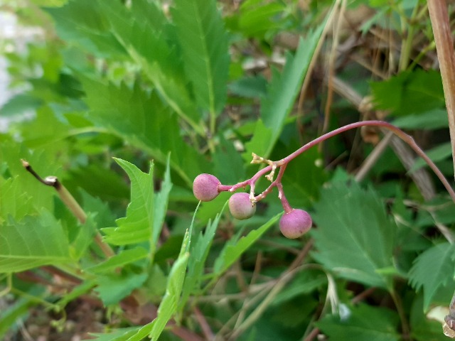 Ampelopsis orientalis