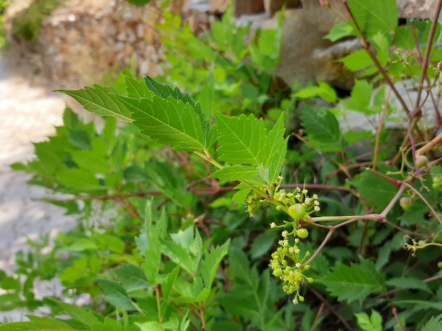 Ampelopsis orientalis