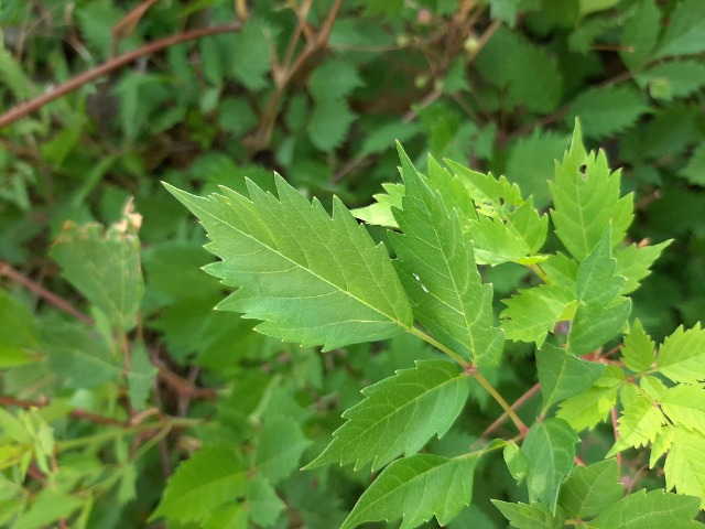 Ampelopsis orientalis