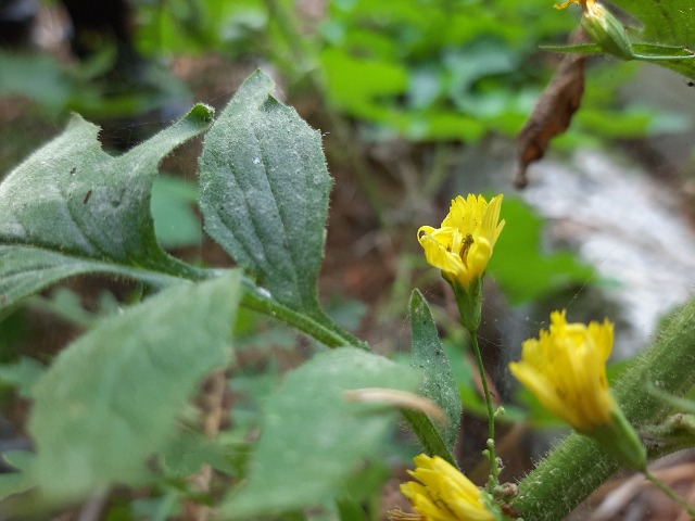 Lapsana communis