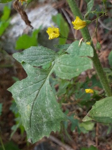 Lapsana communis