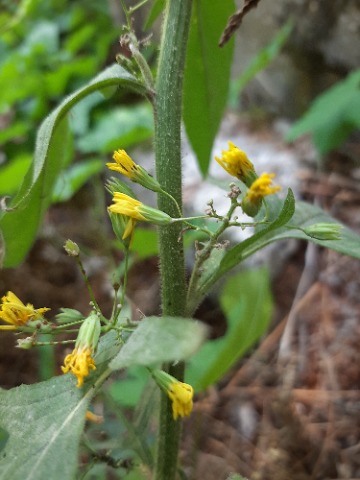 Lapsana communis