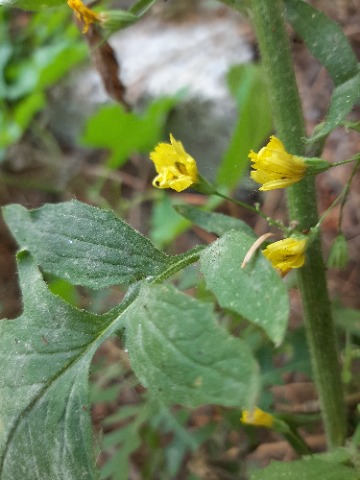 Lapsana communis