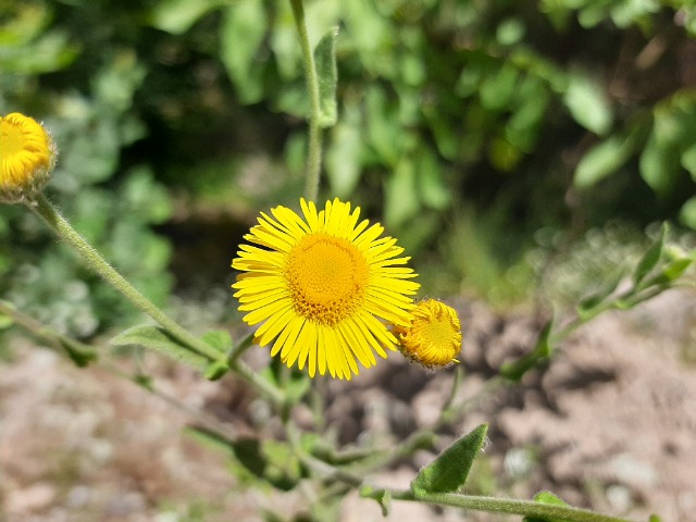 Pulicaria dysenterica