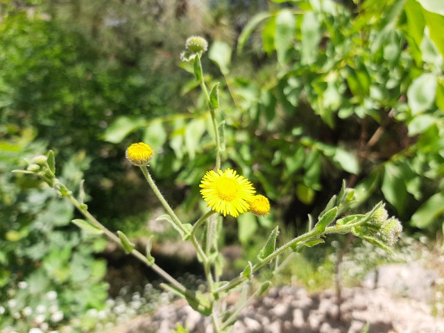 Pulicaria dysenterica