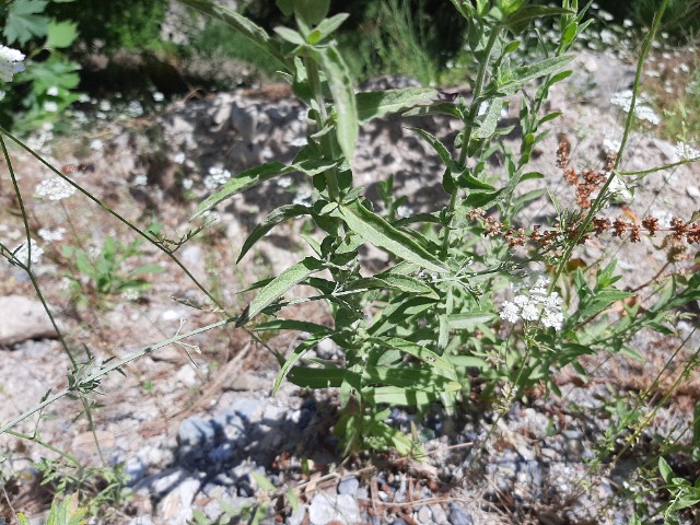 Pulicaria dysenterica