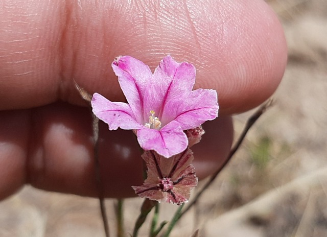 Acantholimon calvertii