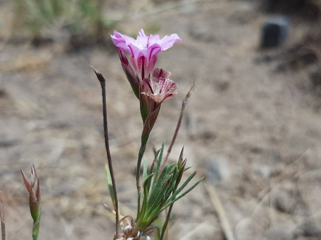 Acantholimon calvertii