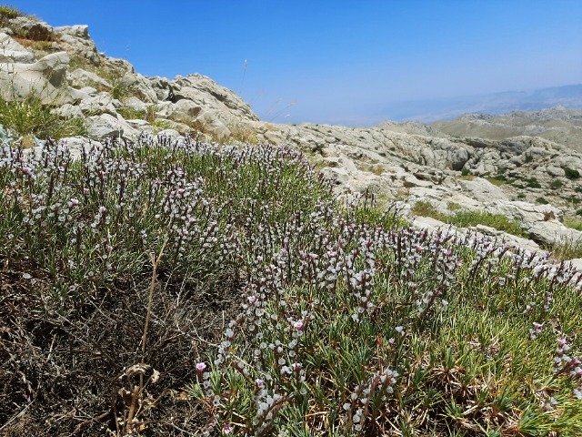 Acantholimon calvertii
