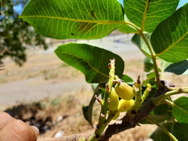 Pistacia vera